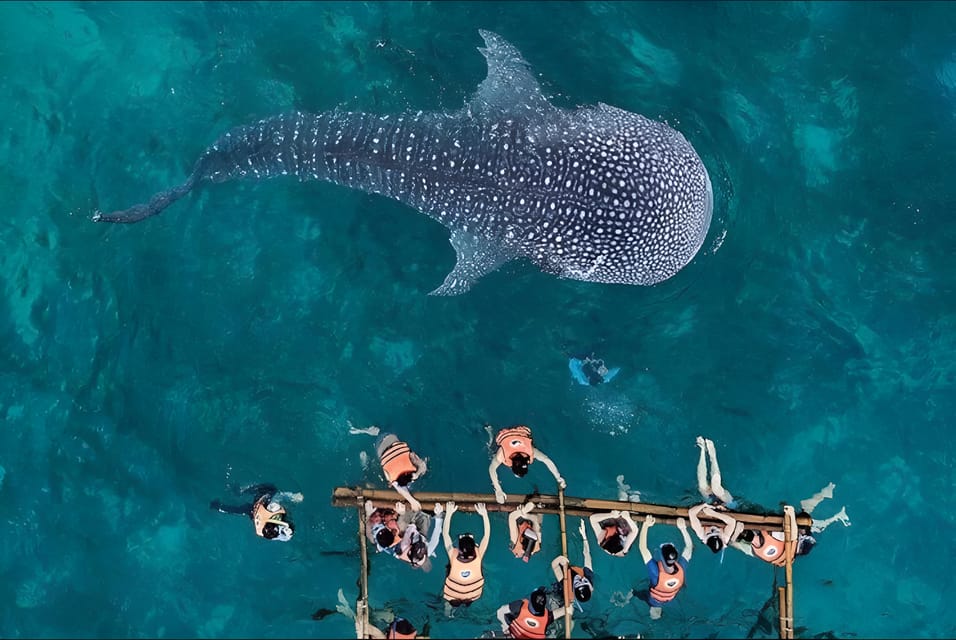 Bohol: Lila Whale Shark Watching - Location and Duration