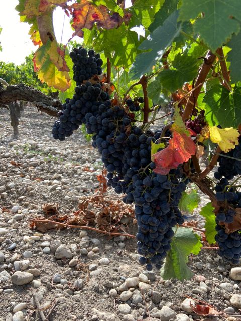 Bordeaux: Saint Emilion Village With Chateaus & Wine Tasting