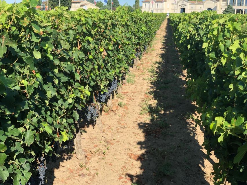 Bordeaux: Tour De France Wine Tasting