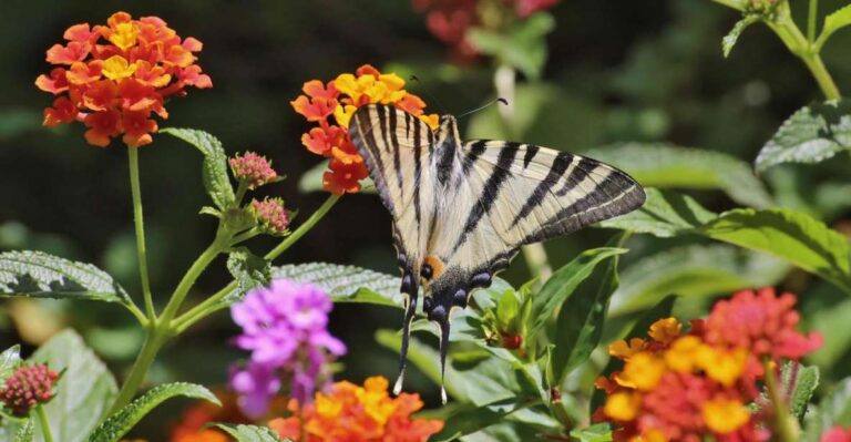 BOTANICAL PARK & GARDENS OF CRETE