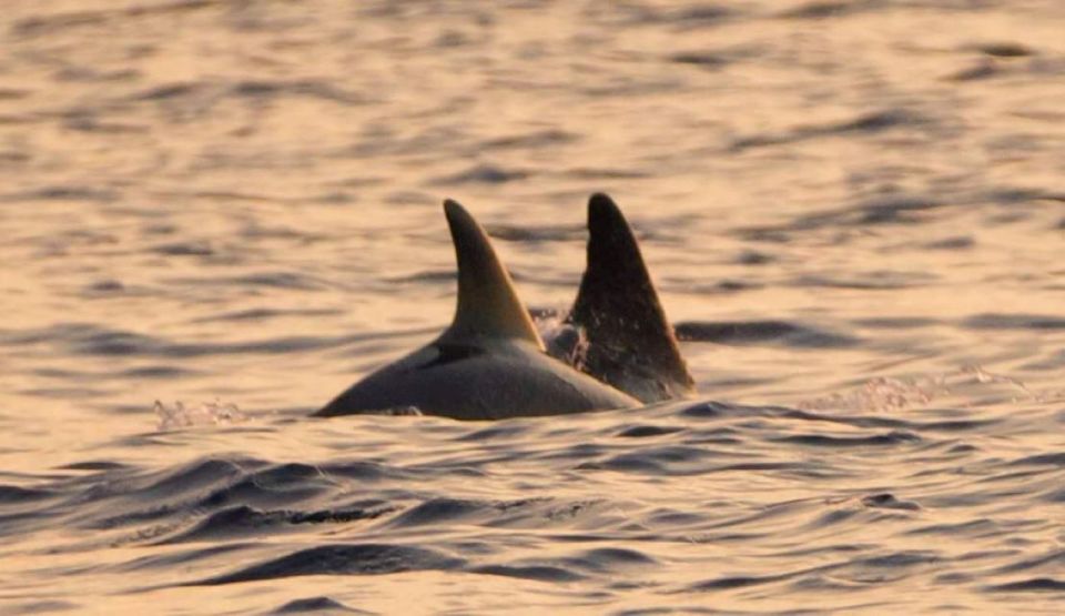 Brijuni Islands: Sunset & Dolphins Private Boat Tour - Good To Know