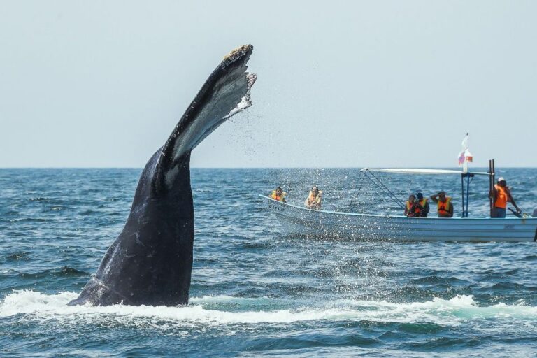 Buenaventura: Whale Watching Trip With Overnight Stay