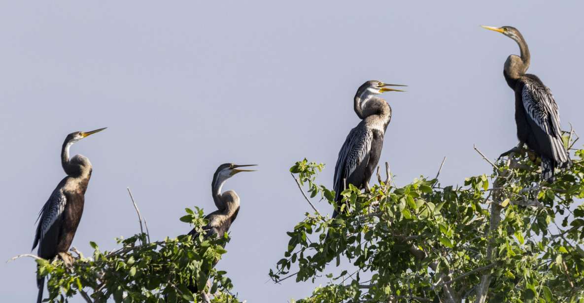 Bundala National Park: 3-Hour Morning or Evening Safari - Overview and Booking Information