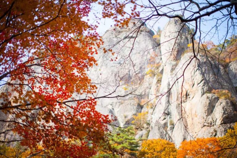 Busan: Mt. Jiri or Juwangsan National Park Fall Colors Tour