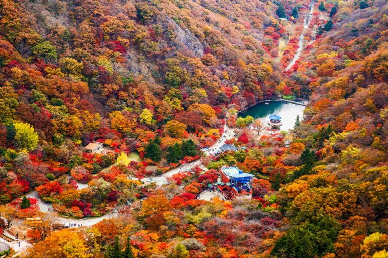 Busan: Naejangsan National Park Autumn Foliage One Day Tour