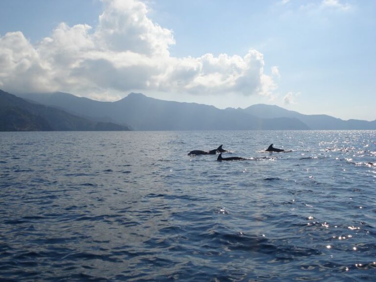 Calvi: Private Speedboat Tour to Wild Beaches With Aperitif