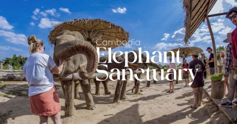 Cambodia Elephant Sanctuary and Banteay Srey Temple Tour