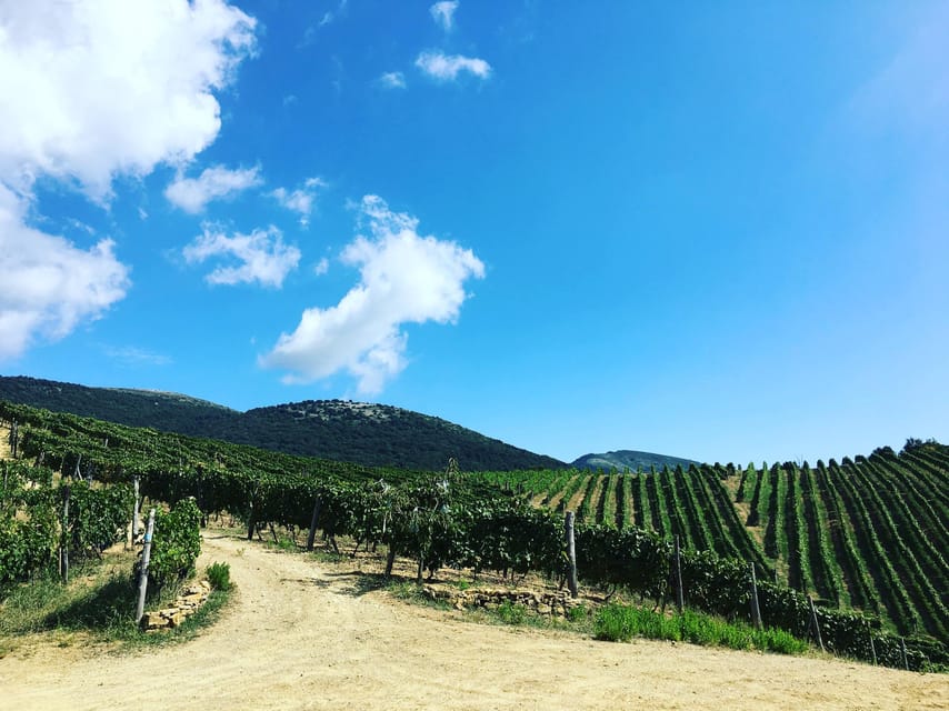 Camerota: Wine Tasting and Wineyard Tour - Activity Overview