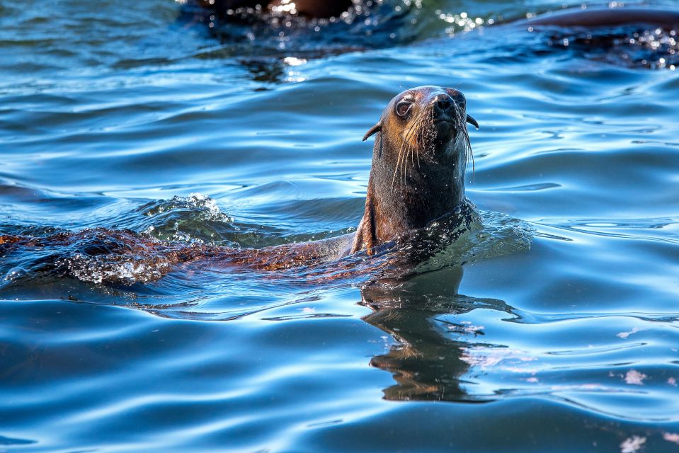 Cape Town: Duiker Islands Seal Snorkeling Boat Trip - Snorkeling With Charismatic Fur Seals