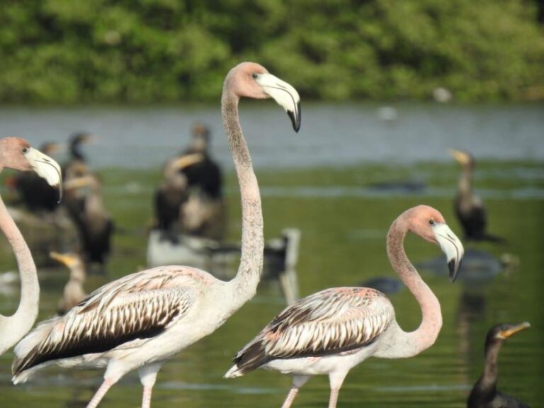 Cartagena, Colombia: Sail in the Mangroves of Cartagena