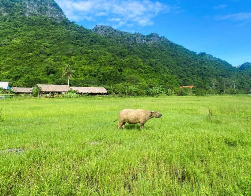 Cat Ba National Park Trekking Full Day From Cat Ba Island - Overview and Pricing