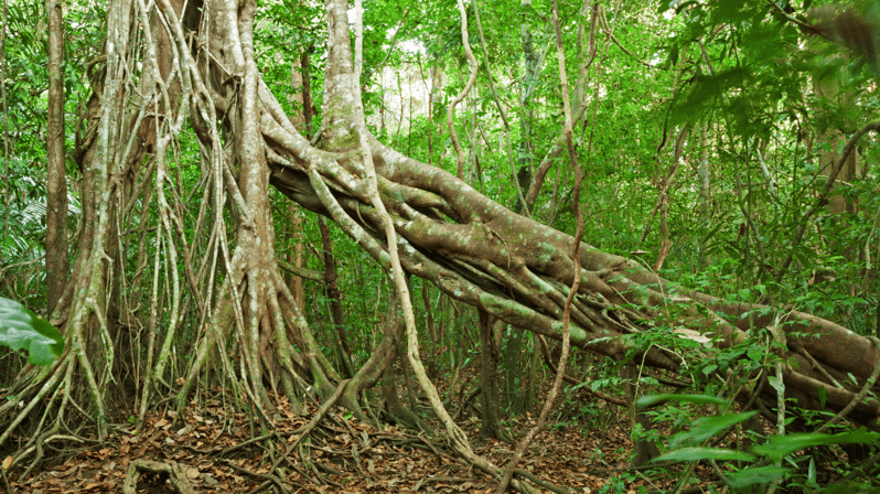 Cat Tien National Park With Crocodile Lake - Overview of Cat Tien National Park