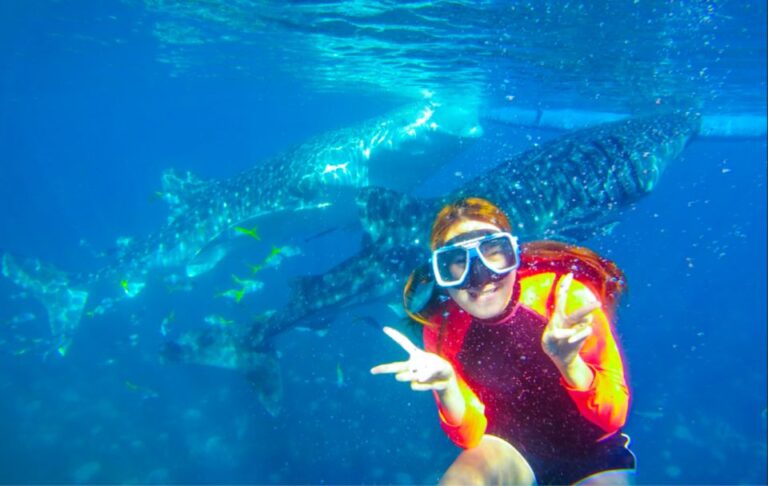 Cebu: Boat Day Trip With Whale Shark Swimming and Lunch