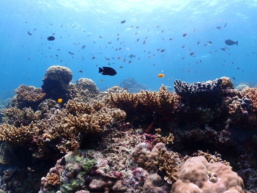 Cebu: Boat Diving Two Dive Tour in Olango Island - Tour Overview