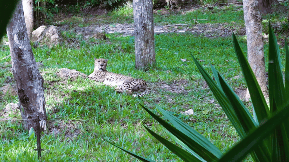 Cebu Carmen: Cebu Safari and Adventure Park - Overview and Pricing