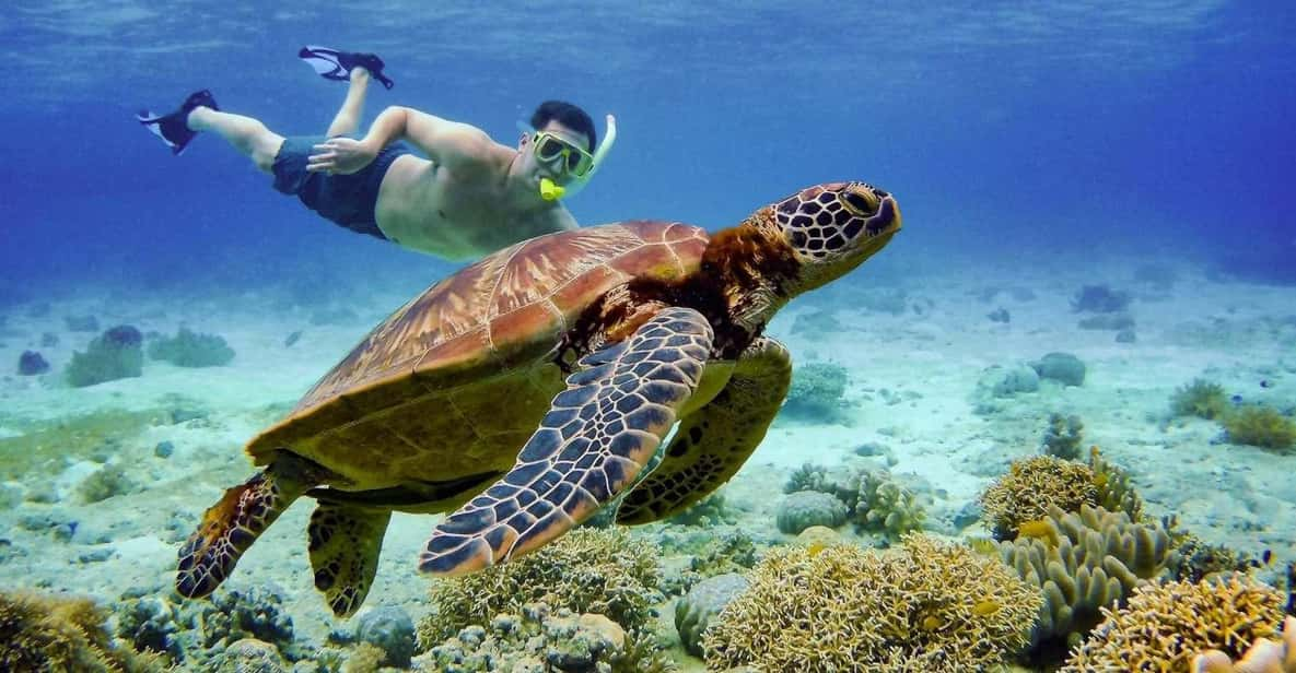 Cebu: Island Hopping Pescador,Sardine Run Andturtle Paradise - Snorkeling Experience Highlights