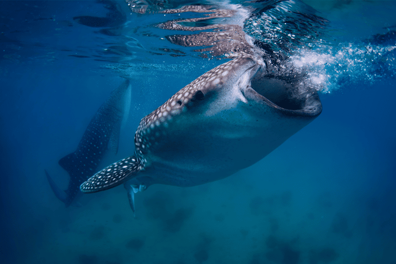 Cebu: Moalboal Sardine Run, Turtles & Oslob Whale Shark Tour - Included Services