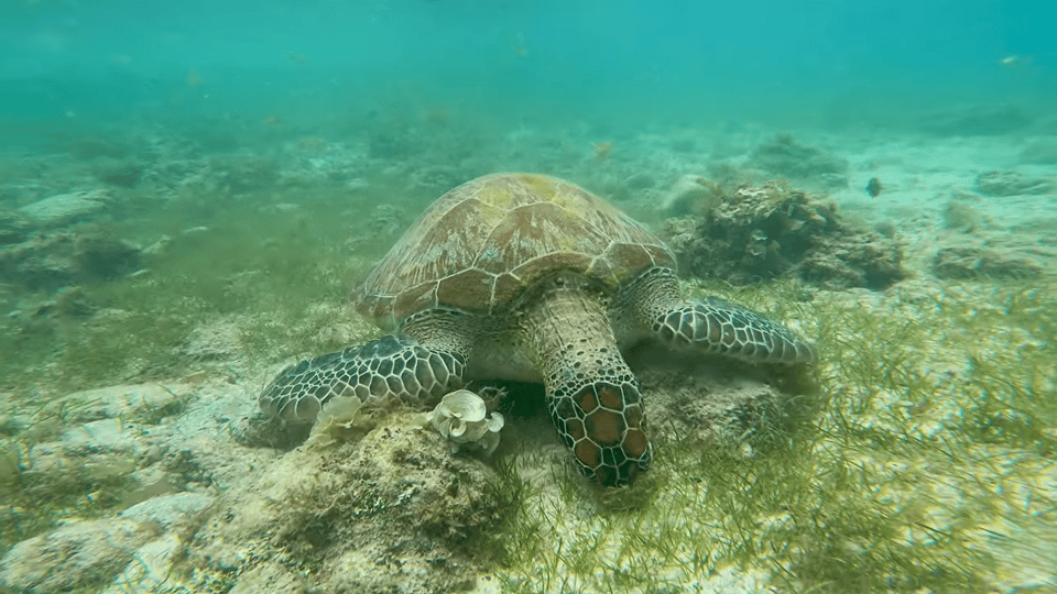 Cebu: Moalboal Snorkeling & Kawasan Canyoneering Adventure - Pricing and Reservation Details