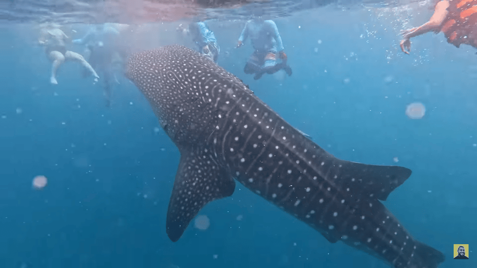 Cebu: Oslob Whale Shark Encounter & Canyoneering Adventure - Activity Overview