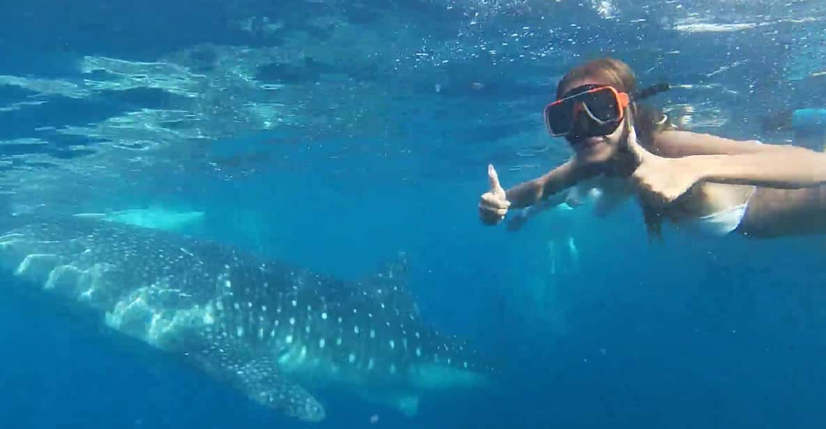 Cebu: Oslob Whale Shark &Moalboal Sardines &Turtle Thrill - Highlights and Experiences