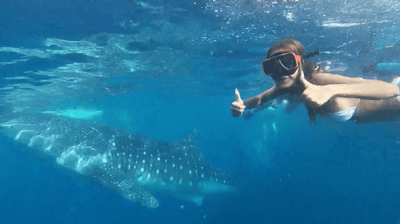 Cebu: Oslob Whale Shark &Moalboal Sardines &Turtle Thrill - Itinerary and Activities