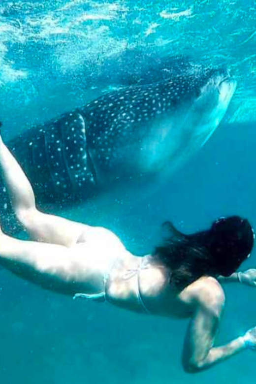 Cebu: Oslob Whale Shark, Sumilon, Ruins, Simala Church - Important Information