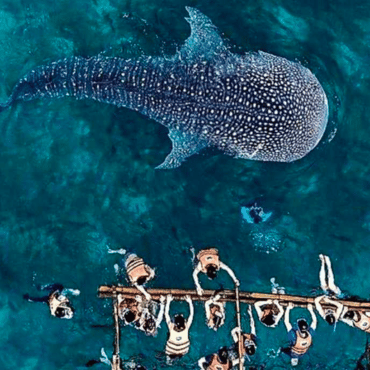 Cebu: Oslob Whale Shark, Sumilon, Ruins, Simala Church - Pricing and Booking