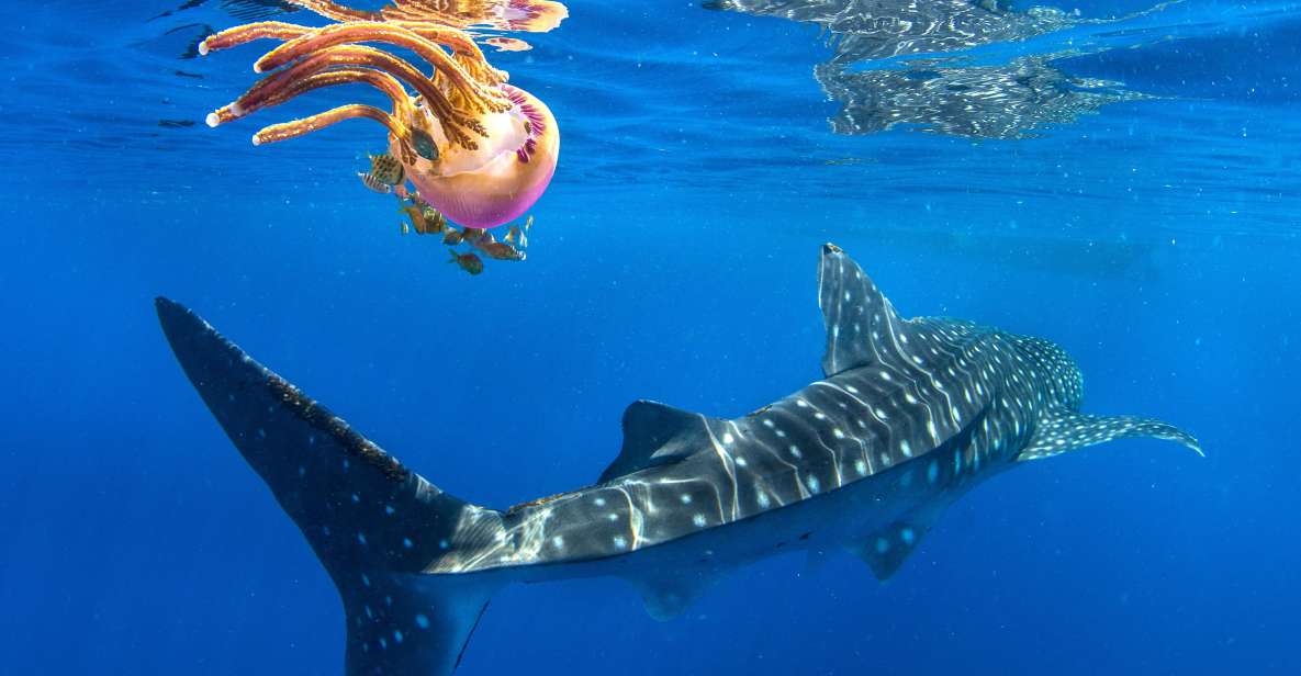 Cebu: Oslob Whale Shark Swim and Sumilon Island Day Tour - Tour Overview