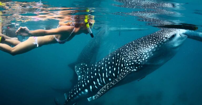 Cebu: Oslob Whale Shark Swimming