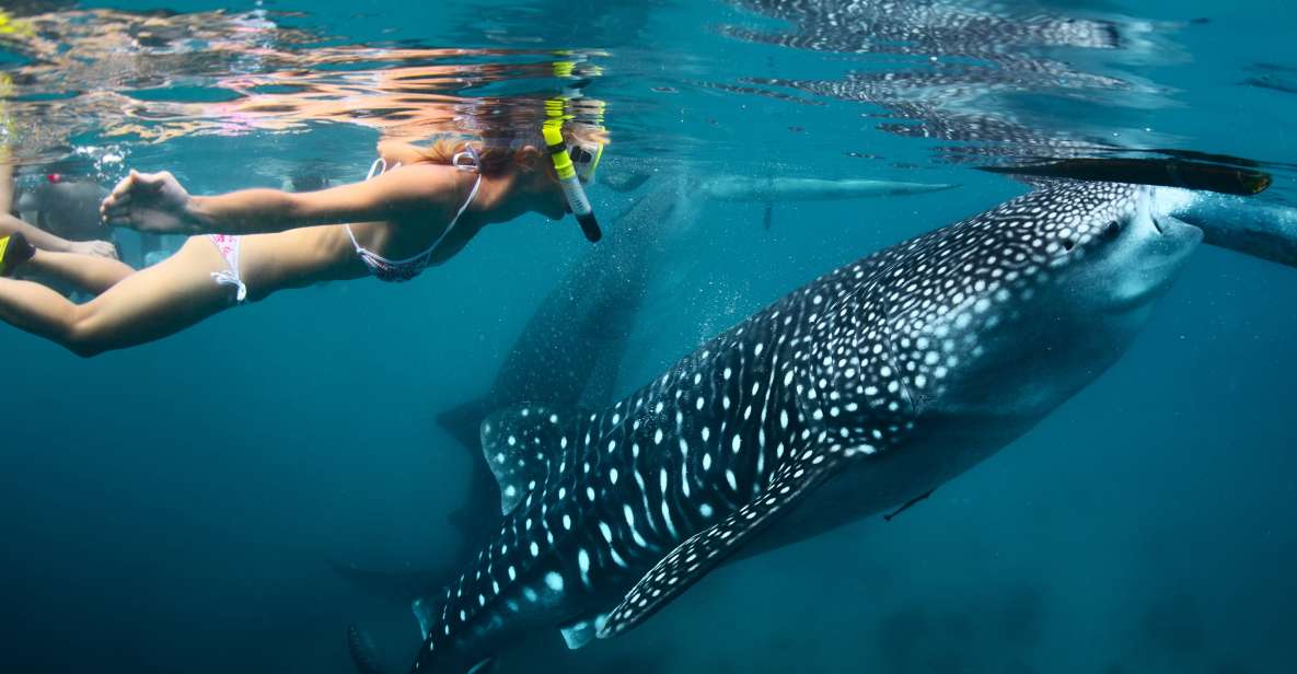 Cebu: Oslob Whale Shark Swimming - Tour Overview and Pricing