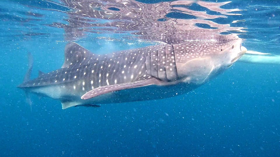 Cebu: Oslob Whale Shark Watching, Tumalog Falls, and … - Tour Overview and Pricing