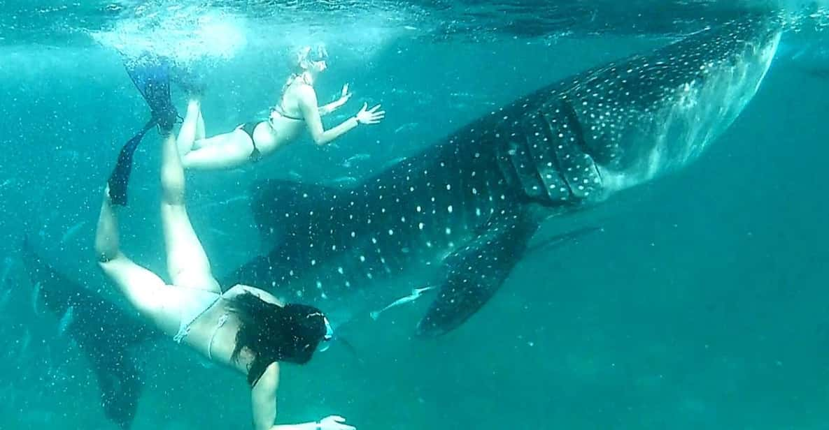 Cebu: Oslob Whale Sharks, Canyoneering, and Ziplining Tour - Tour Overview