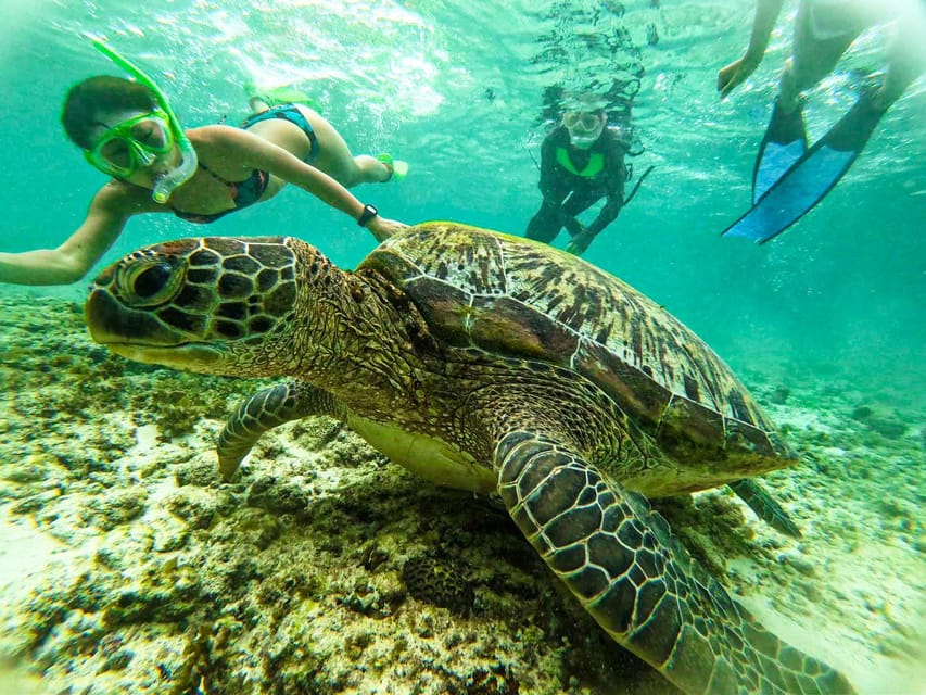 Cebu: Oslob Whale Sharks, Moalboal Sardine Run & Sea Turtles - Tour Overview