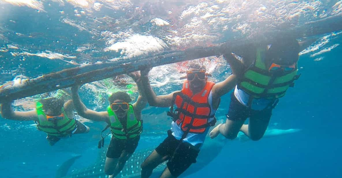 Cebu: Oslob Whaleshark Watching & Canyoneering Adventure - Tour Overview and Pricing