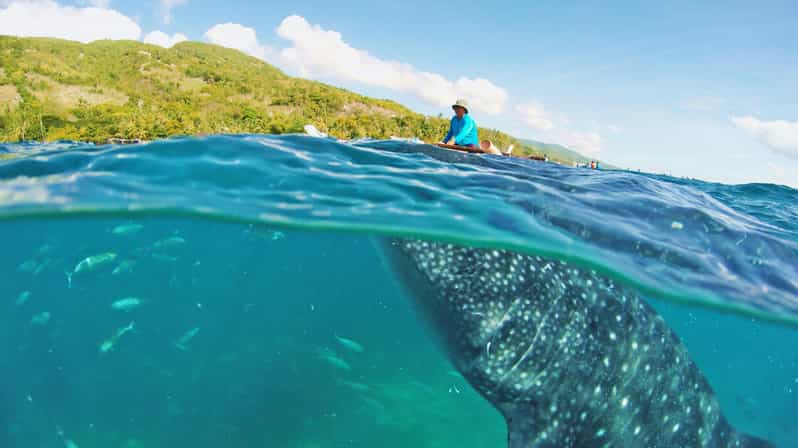 Cebu Pick-up: Whale Shark Encounter and Kawasan Canyoneering - Overview of the Activity