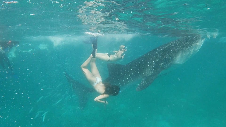 Cebu Shared Tour: Whaleshark Swimming & Kawasan Canyoneering - Tour Highlights