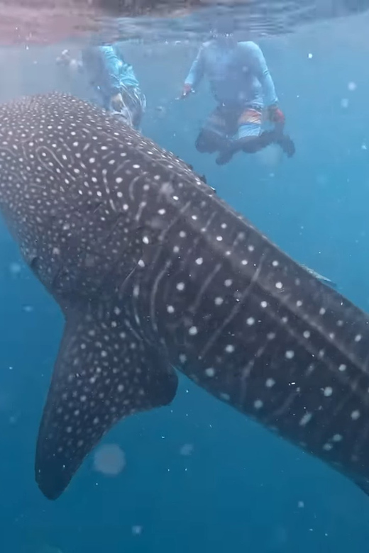 Cebu: Shared Tours Oslob Whale Shark and Canyoneering - Whale Shark Experience