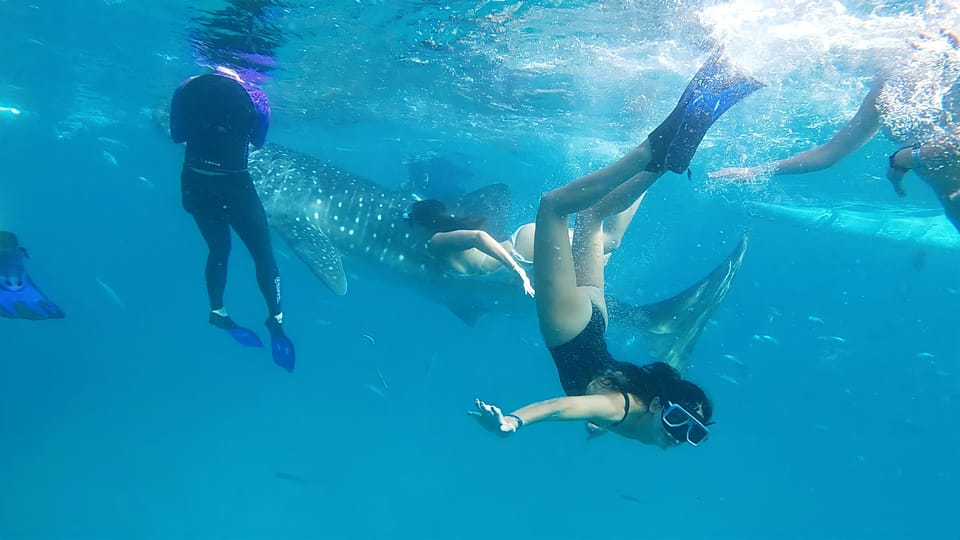 Cebu South-Whale Shark Swimming and Sardines Snorkeling Tour - Tour Overview