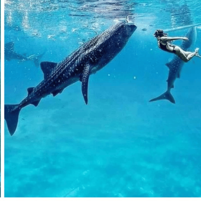 Cebu Tour: Oslob Joiners/Shared Tour - Inclusions and Exclusions