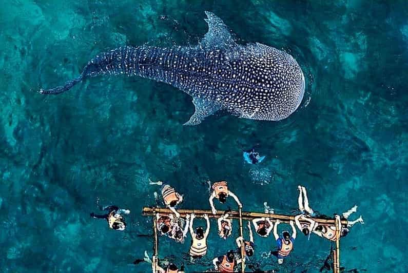 Cebu Whale Shark Encounter Simala Church & Ka Treasure Falls - Tour Overview and Pricing