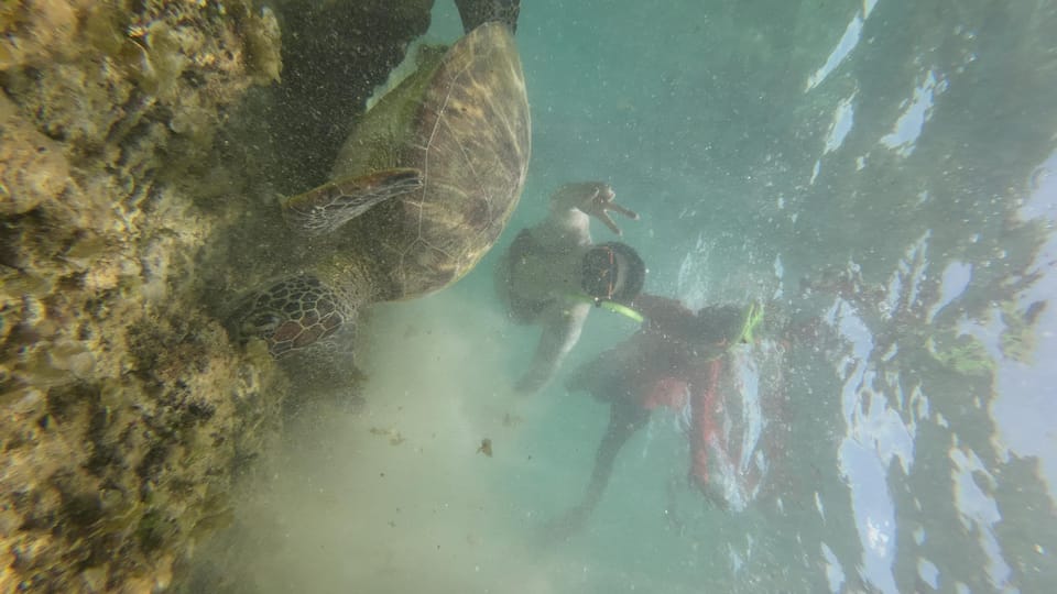 Cebu: Whale Shark & Moalboal Island Hoping - Overview of the Activity