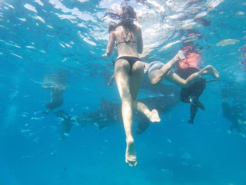 Cebu: Whale Shark, Moalboal Snorkeling Activity - Sumilon Island Snorkeling