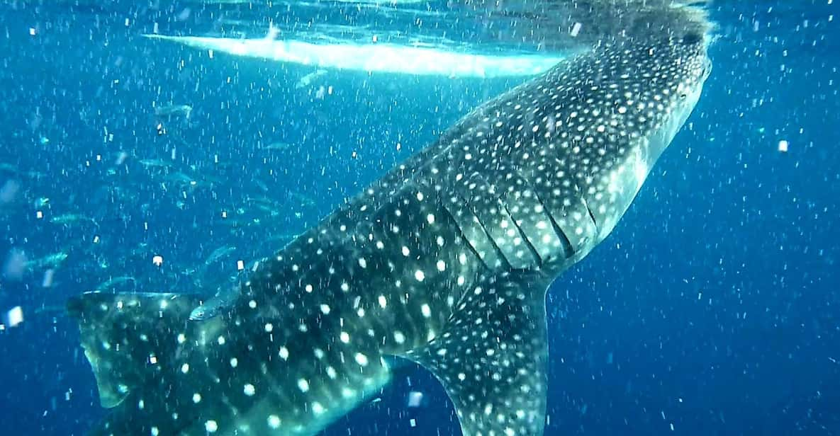 Cebu: Whale Shark Watching and Aguinid Falls Adventure - Tour Overview and Pricing