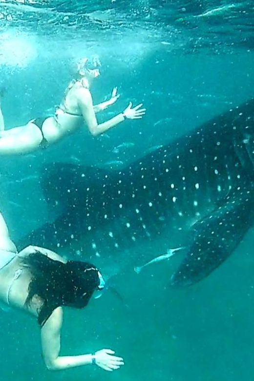 Cebu: Whale Shark Watching, Ka-Treasure Water Terraces Tour - Tour Overview and Pricing