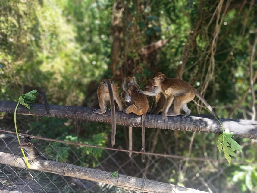 Cebu: Whaleshark Encounter, Tumalog Falls, & Monkey Viewing