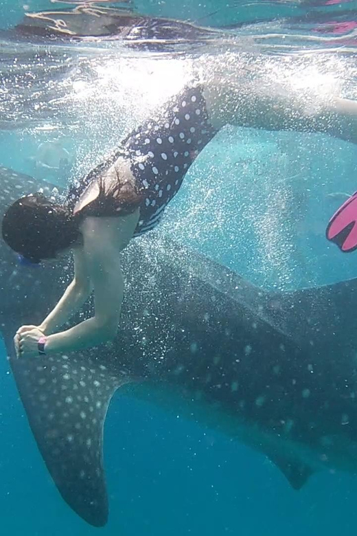 Cebu: Whaleshark Encounter, Tumalog Falls & Sumilon Sandbar - Overview of the Tour