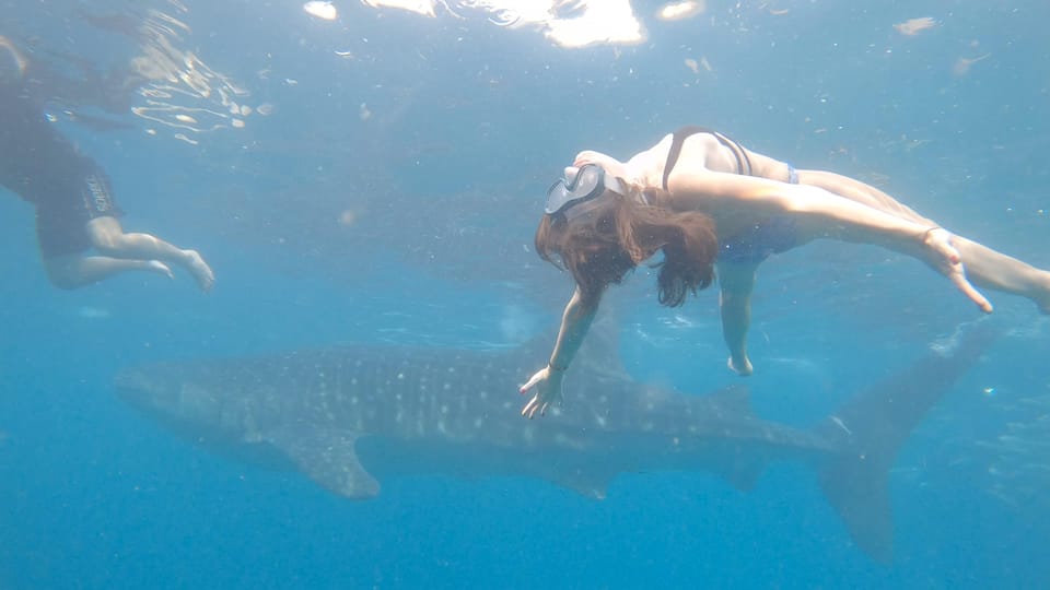 Cebu: Whaleshark & Sumilon Island + Sanctuary Snorkeling - Tour Overview and Pricing