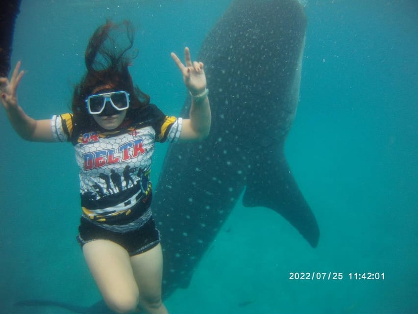 Cebu: Whaleshark, Sumilon Island & Sardines Run Snorkel - Overview and Pricing