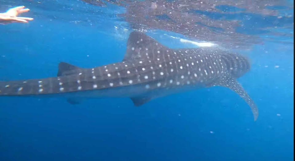 CEBU: Whaleshark Watching + Sumilon Sand Bar + Tumalog Falls - Tour Overview