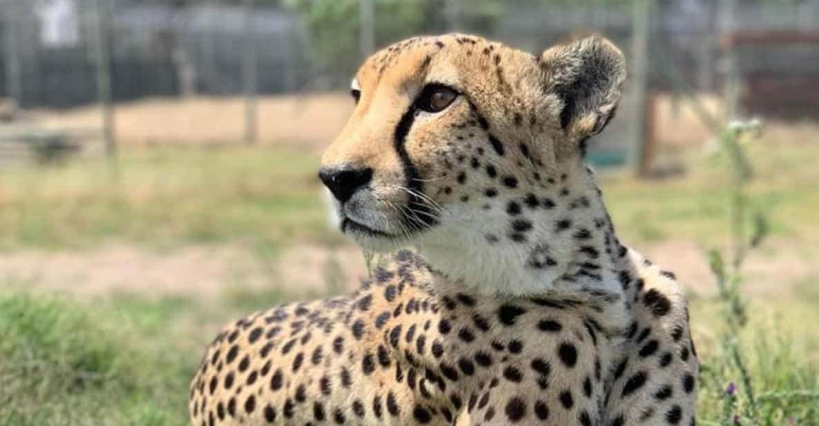 Cheetah Outreach and Award-Winning Winelands Full Day Tour - Tour Overview and Details